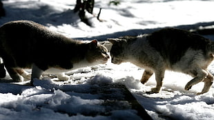 two gray cats on white snow during daytime